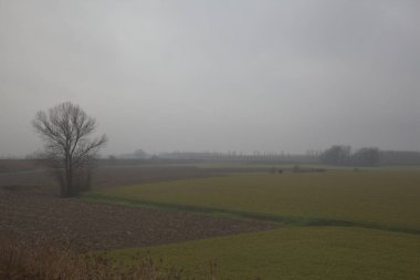 Sonbaharın sonlarında sisli bir günde kırsalda çıplak ağaçlarla kaplı tarlalar.