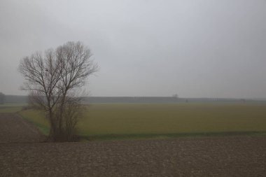 Sonbaharın sonlarında sisli bir günde kırsalda çıplak ağaçlarla kaplı tarlalar.