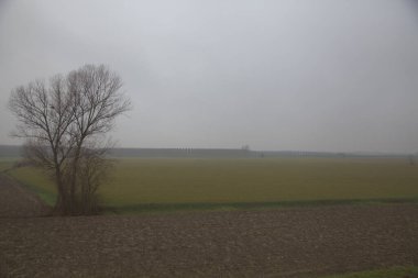 Sonbaharın sonlarında sisli bir günde kırsalda çıplak ağaçlarla kaplı tarlalar.