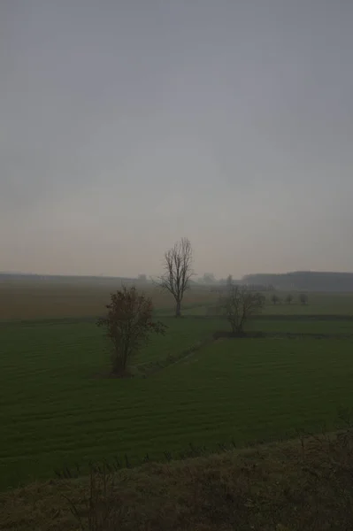 Felder Mit Kahlen Bäumen Der Italienischen Landschaft Einem Nebligen Spätherbst — Stockfoto