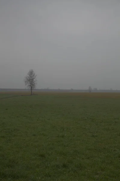 Felder Mit Kahlen Bäumen Der Italienischen Landschaft Einem Nebligen Spätherbst — Stockfoto