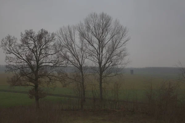 Fields Bare Trees Italian Countryside Foggy Day Late Autumn — Stock Photo, Image