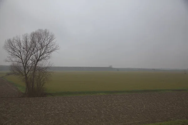 Umgepflügte Felder Mit Kahlen Bäumen Der Landschaft Einem Nebligen Tag — Stockfoto