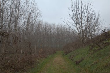 Sel basmış huş ağacı fidanlığı Sonbaharın sonlarında sisli bir günde