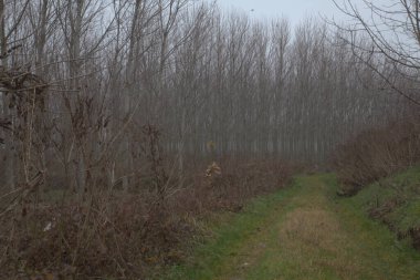 Sel basmış huş ağacı fidanlığı Sonbaharın sonlarında sisli bir günde