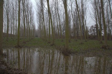 Sel basmış huş ağacı fidanlığı Sonbaharın sonlarında sisli bir günde
