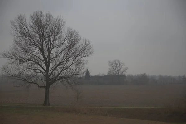 Голое Дерево Вспаханном Поле Сельской Местности Туманный День Поздней Осенью — стоковое фото