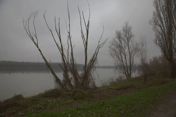 秋末的一个大雾天气里 河边的无花果树 — 图库照片