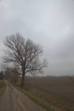 İtalya 'nın kırsal kesimindeki çakıl yolu kenarında çıplak bir ağaç var.
