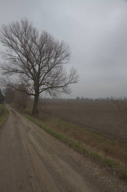 İtalya 'nın kırsal kesimindeki çakıl yolu kenarında çıplak bir ağaç var.