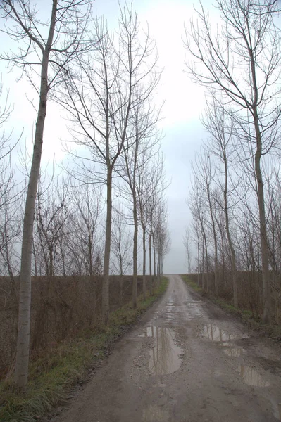 Гравийная Дорога Граничащая Березами Итальянской Сельской Местности Туманный День Поздней — стоковое фото