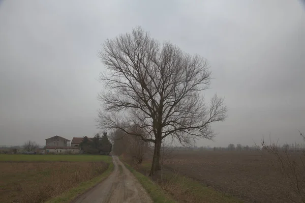 Droga Żwirowa Włoskiej Wsi Gołym Drzewem Skraju — Zdjęcie stockowe