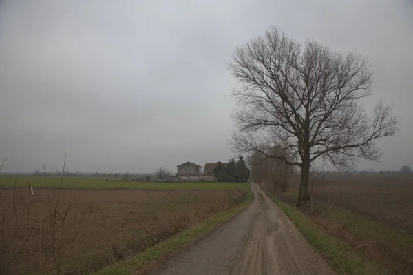 意大利乡间的碎石路 边上有一棵光秃秃的树 — 图库照片