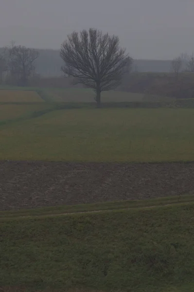 Felder Mit Kahlen Bäumen Der Italienischen Landschaft Einem Nebligen Spätherbst — Stockfoto