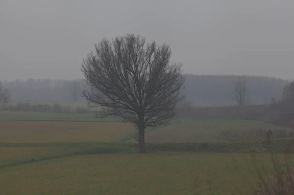 Felder Mit Kahlen Bäumen Der Italienischen Landschaft Einem Nebligen Spätherbst — Stockfoto