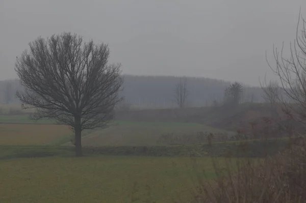 Fields Bare Trees Italian Countryside Foggy Day Late Autumn — Stock Photo, Image