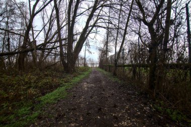 İtalya 'nın sonbaharında bulutlu bir günde parkta çamurlu bir patika.