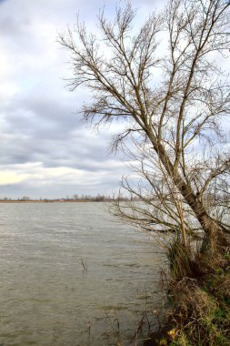 İtalya kırsalında kışın çıplak ağaçlarla dolu bir nehrin kıyısında
