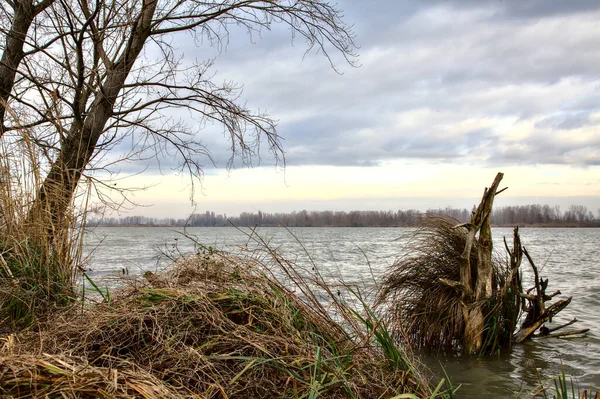 Берег Річки Голими Деревами Сільській Місцевості Італії Взимку — стокове фото
