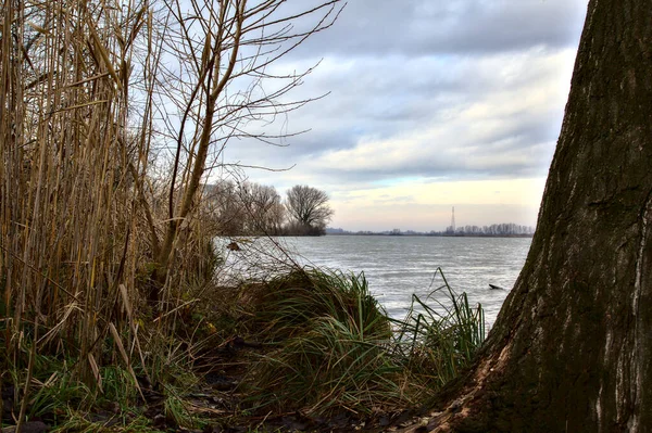 Ufer Eines Flusses Mit Kahlen Bäumen Der Italienischen Landschaft Winter — Stockfoto