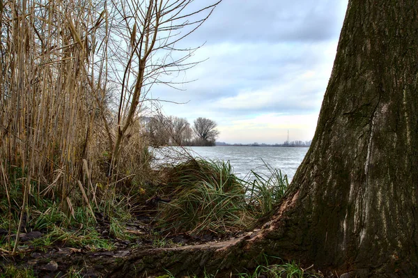 Landa Flod Med Bara Träd Den Italienska Landsbygden Vintern — Stockfoto