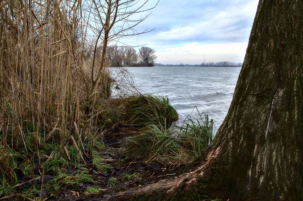 Ufer Eines Flusses Mit Kahlen Bäumen Der Italienischen Landschaft Winter — Stockfoto