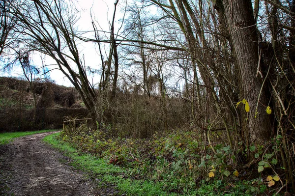 Weg Einem Park Der Italienischen Landschaft Winter — Stockfoto