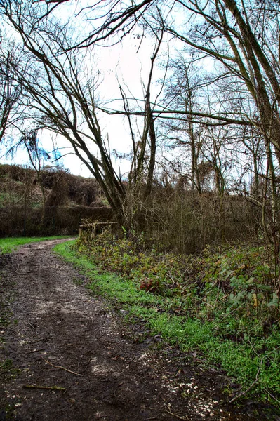 Camino Parque Campo Italiano Invierno —  Fotos de Stock