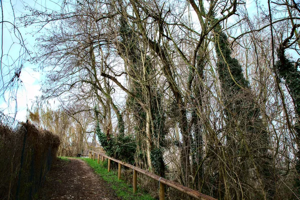 Chemin Dans Parc Campagne Italienne Hiver — Photo