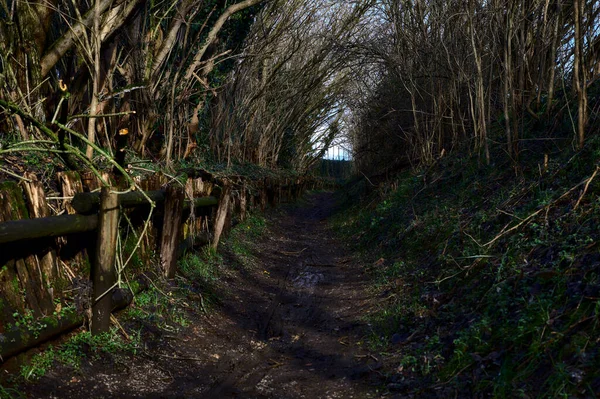 Chemin Dans Parc Campagne Italienne Hiver — Photo