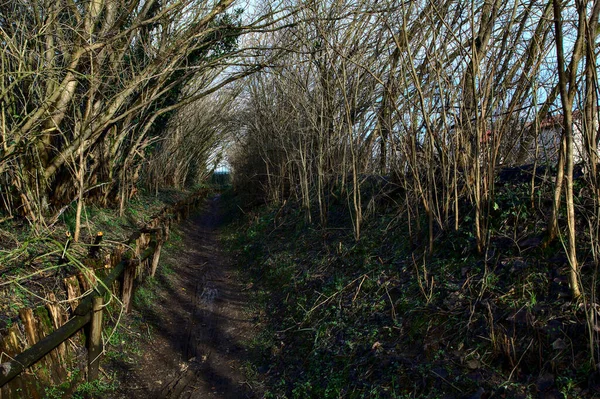 Chemin Dans Parc Campagne Italienne Hiver — Photo