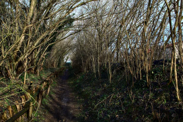 Chemin Dans Parc Campagne Italienne Hiver — Photo