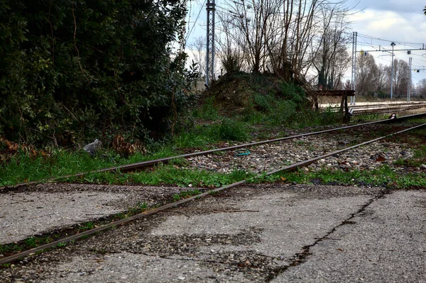 Railroad Tracks Small Grove — Stock Photo, Image