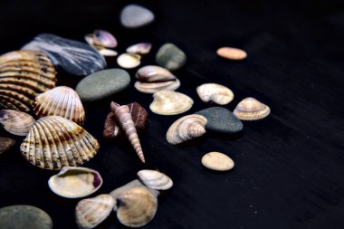 Siyah bir yüzey üzerinde deniz kabuğu ve kayalar