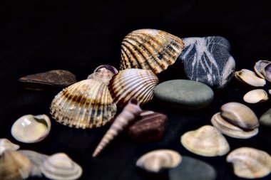Siyah bir yüzey üzerinde deniz kabuğu ve kayalar