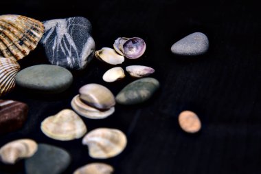 Siyah bir yüzey üzerinde deniz kabuğu ve kayalar