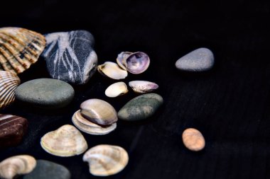 Siyah bir yüzey üzerinde deniz kabuğu ve kayalar