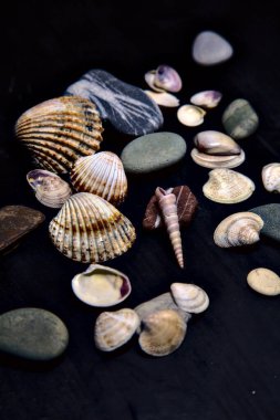 Siyah bir yüzey üzerinde deniz kabuğu ve kayalar