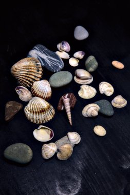 Siyah bir yüzey üzerinde deniz kabuğu ve kayalar