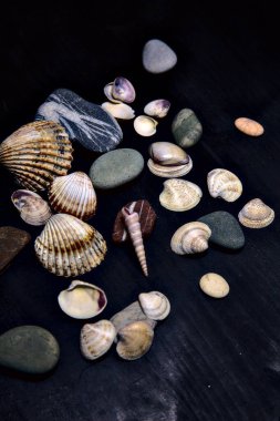 Siyah bir yüzey üzerinde deniz kabuğu ve kayalar