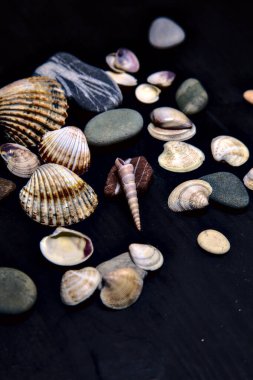 Siyah bir yüzey üzerinde deniz kabuğu ve kayalar