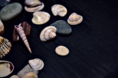 Siyah bir yüzey üzerinde deniz kabuğu ve kayalar