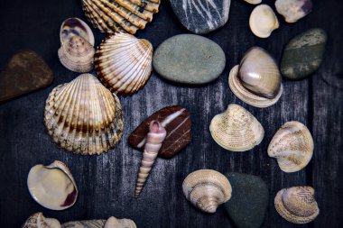Siyah bir yüzey üzerinde deniz kabuğu ve kayalar