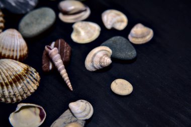 Siyah bir yüzey üzerinde deniz kabuğu ve kayalar