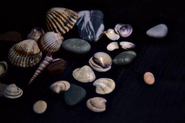Siyah bir yüzey üzerinde deniz kabuğu ve kayalar