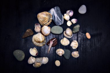 Siyah bir yüzey üzerinde deniz kabuğu ve kayalar