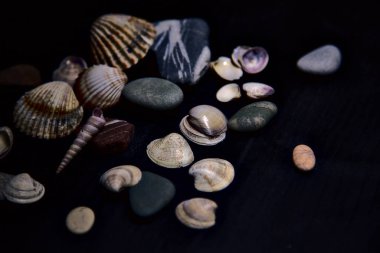 Siyah bir yüzey üzerinde deniz kabuğu ve kayalar