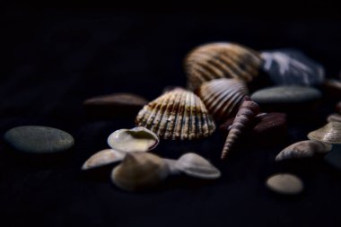 Siyah bir yüzey üzerinde deniz kabuğu ve kayalar
