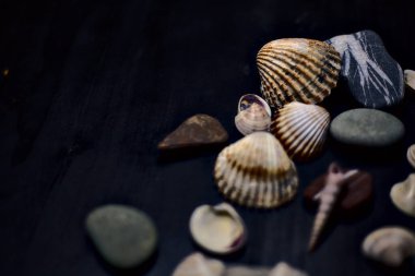 Siyah bir yüzey üzerinde deniz kabuğu ve kayalar