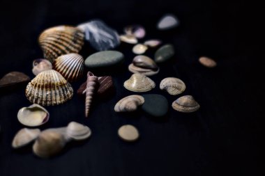 Siyah bir yüzey üzerinde deniz kabuğu ve kayalar